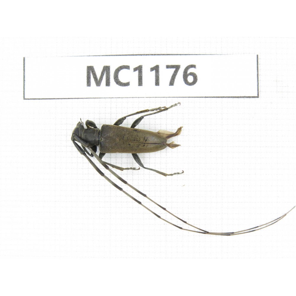 Cerambycidae sp. China, Tibet, Linzhi, Bomi county. 1Pcs. MC1176.