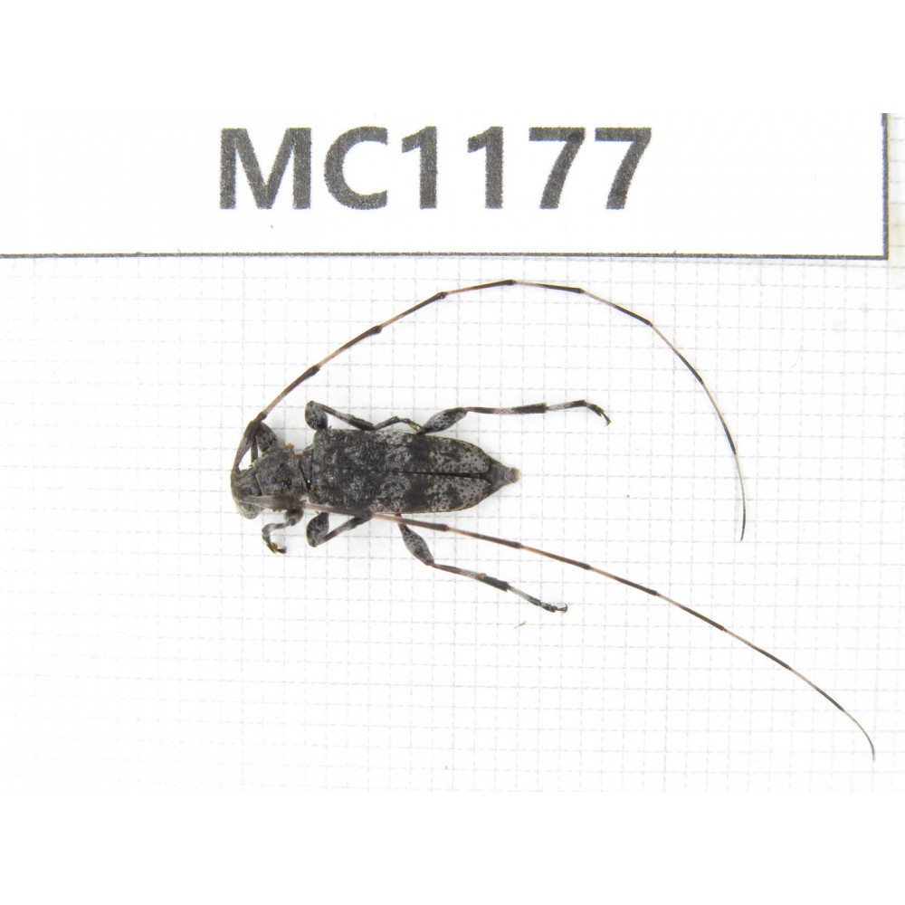 Cerambycidae sp. China, Tibet, Linzhi, Bomi county. 1Pcs. MC1177.