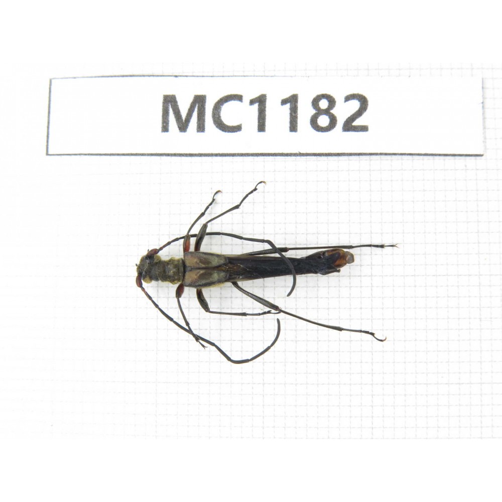 Cerambycidae sp. China, Yunnan, Xiangerila, Weixi county. 1Pcs. MC1182.