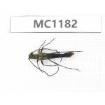 Cerambycidae sp. China, Yunnan, Xiangerila, Weixi county. 1Pcs. MC1182.
