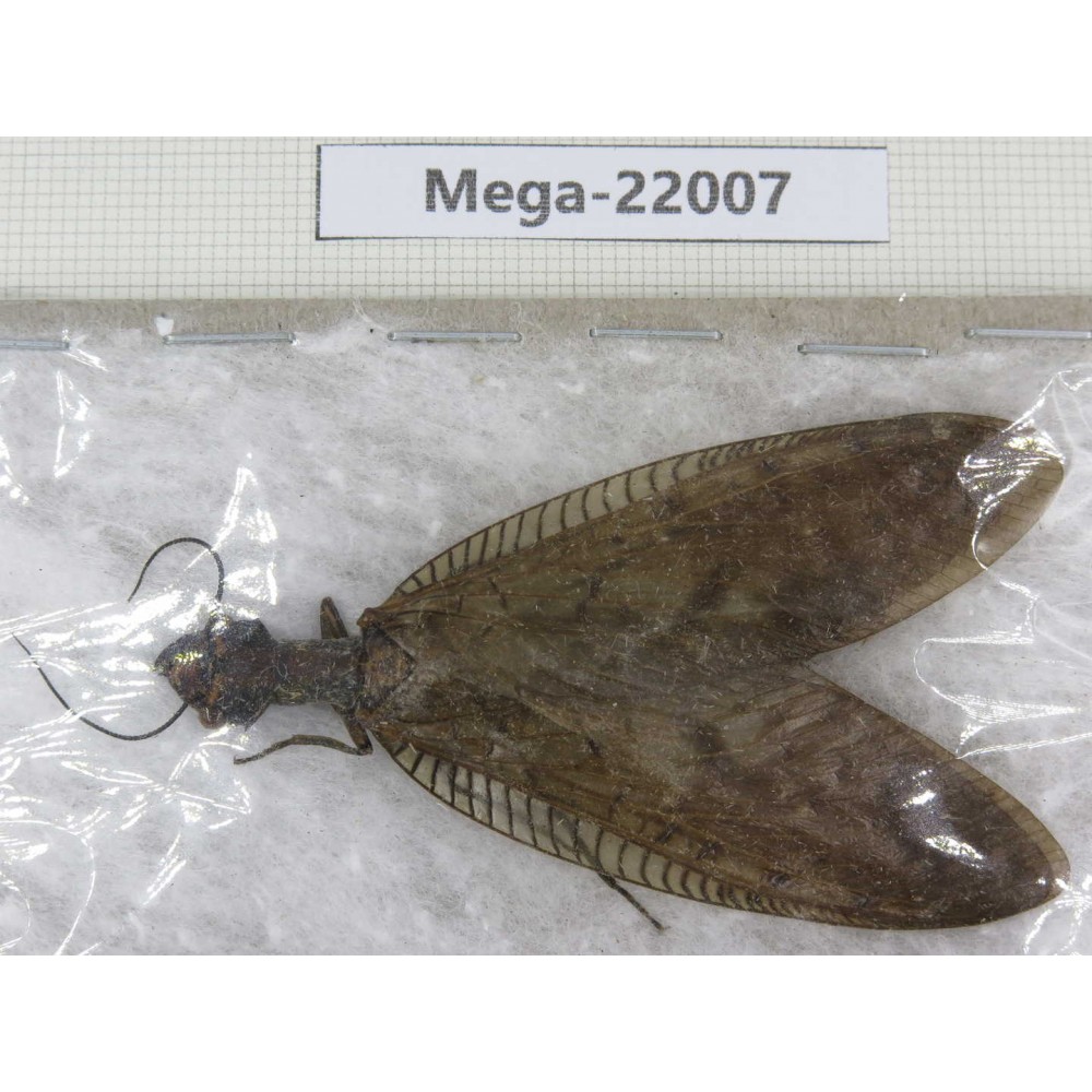 Megaloptera sp. China, Guizhou, Qiandongnan area, Rongjiang county.1Pcs. Mega-22007.