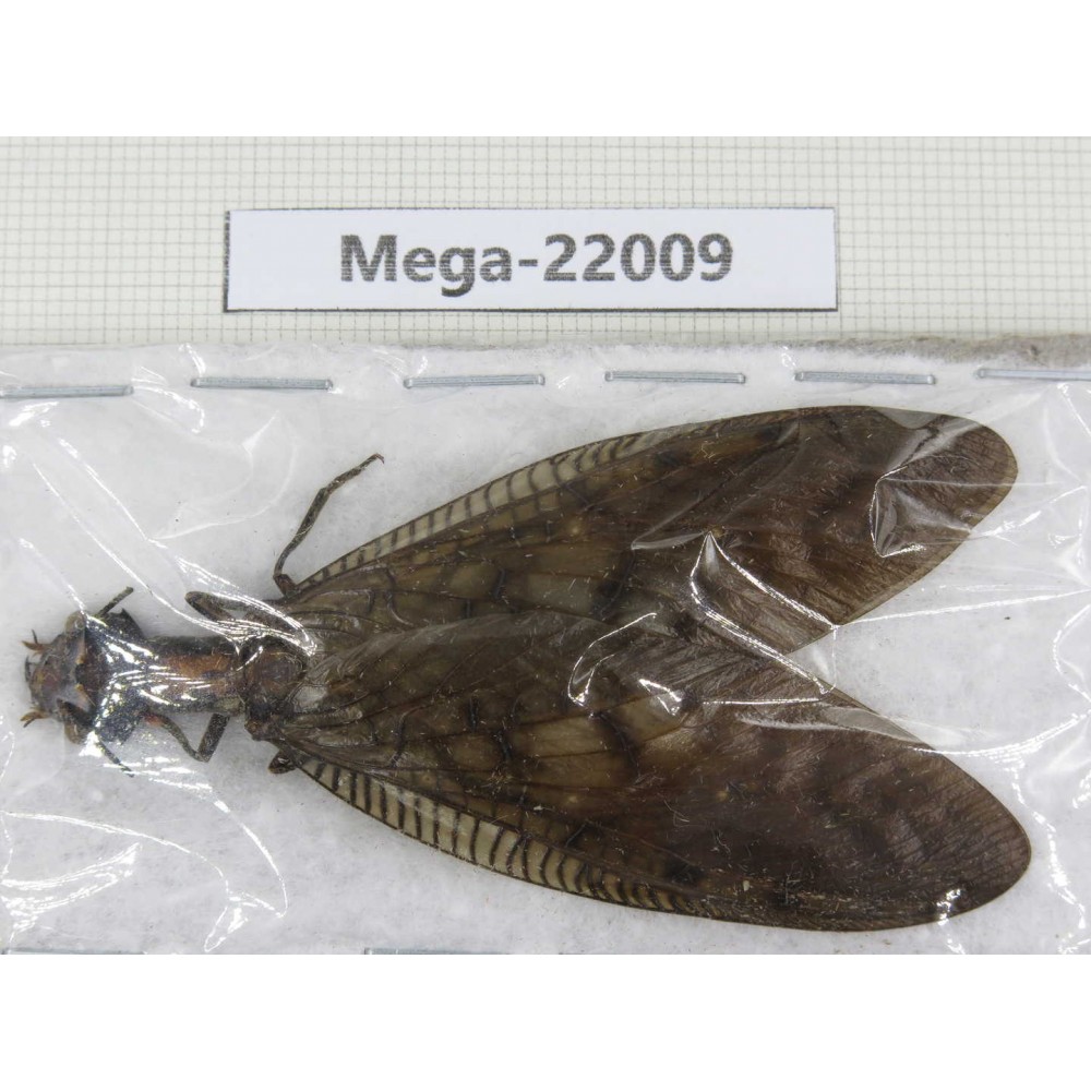 Megaloptera sp. China, Guizhou, Qiandongnan area, Rongjiang county.1Pcs. Mega-22009.