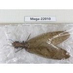Megaloptera sp. China, Guizhou, Qiandongnan area, Rongjiang county.1Pcs. Mega-22010.