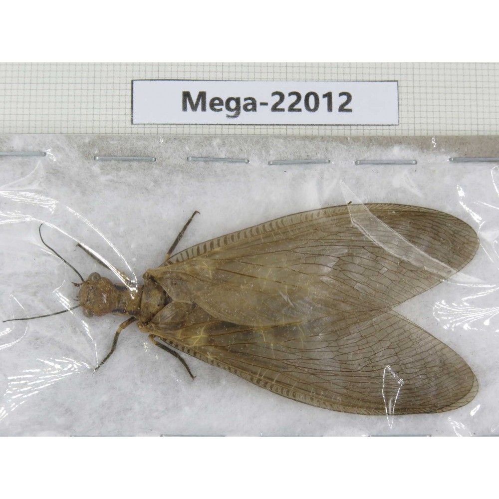 Megaloptera sp. China, Guizhou, Qiandongnan area, Rongjiang county.1Pcs. Mega-22012.