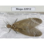 Megaloptera sp. China, Guizhou, Qiandongnan area, Rongjiang county.1Pcs. Mega-22012.