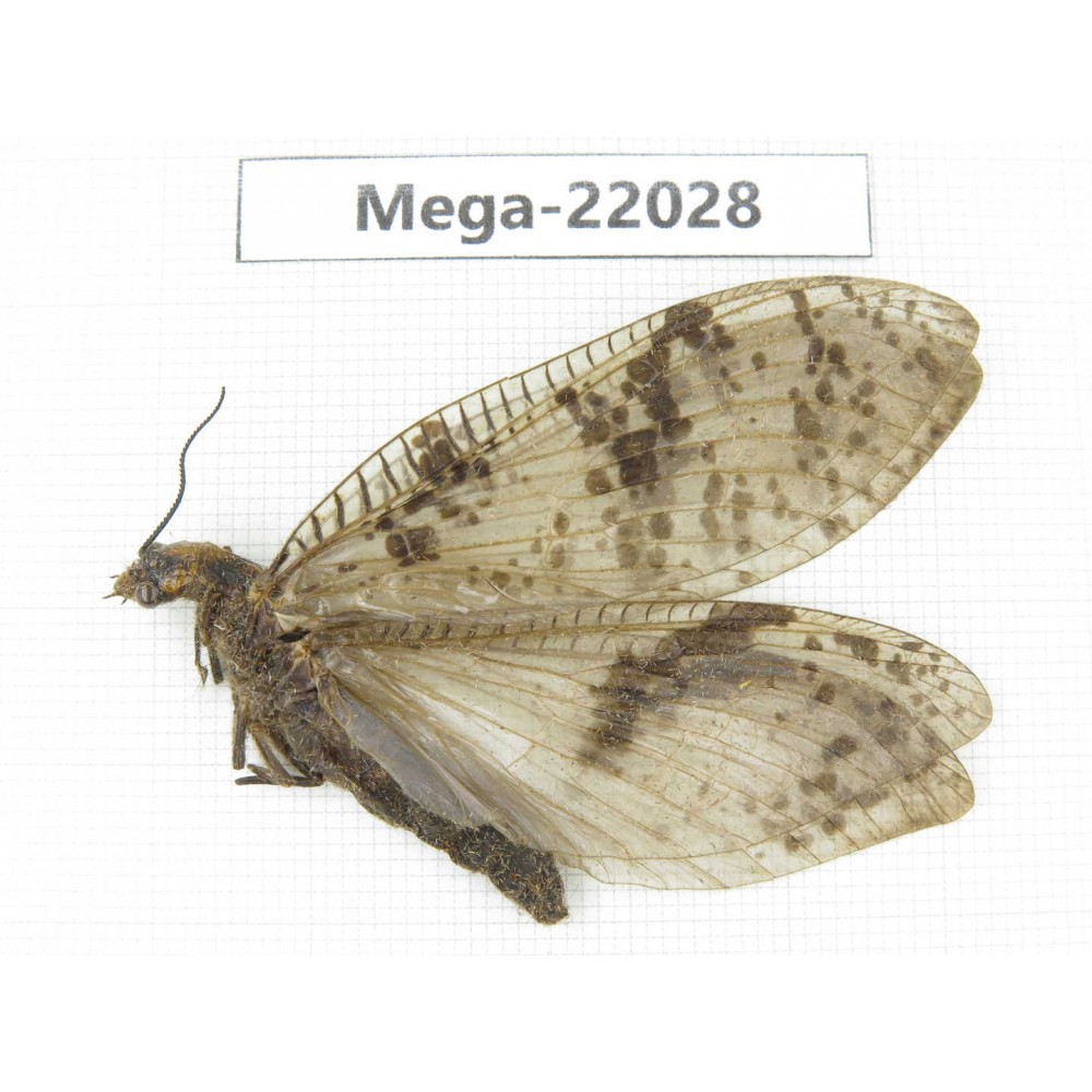 Megaloptera sp. China, NE of Yunnan, Zhaotong area, Yiliang county. 1Pcs. Mega-22028.