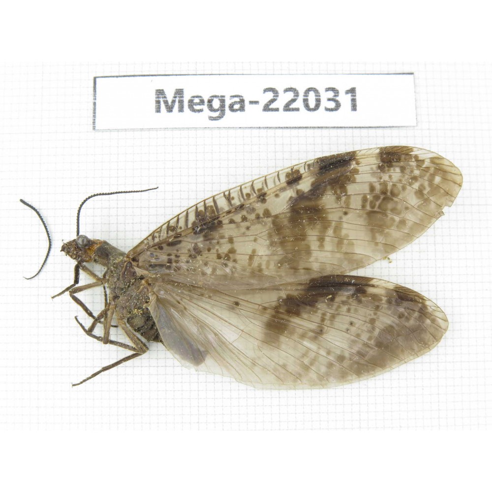Megaloptera sp. China, W of Yunnan, Dali area, Yangbi county, C of Mt.Cangshan.1Pcs. Mega-22031.