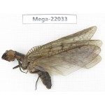 Megaloptera sp. China, Guangxi Liuzhou, Jinxiu county, Mt.Dayaoshan.1Pcs. Mega-22033.