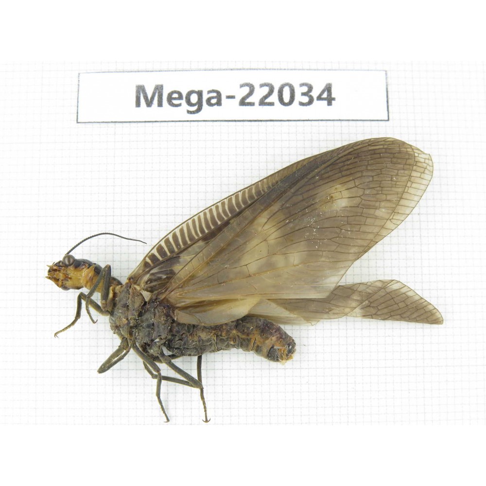 Megaloptera sp. China, Guangxi Liuzhou, Jinxiu county, Mt.Dayaoshan.1Pcs. Mega-22034.