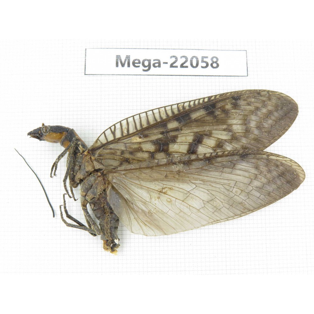 Megaloptera sp. China, Guizhou, Qiandongnan area, Rongjiang county. 1Pcs. Mega-22058.