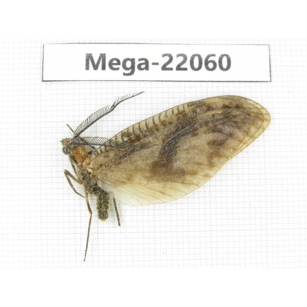 Megaloptera sp. China, Guizhou, Qiandongnan area, Rongjiang county. 1Pcs. Mega-22060.