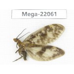 Megaloptera sp. China, Guizhou, Qiandongnan area, Rongjiang county. 1Pcs. Mega-22061.