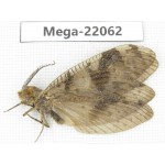 Megaloptera sp. China, Guizhou, Qiandongnan area, Rongjiang county. 1Pcs. Mega-22062.
