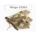 Megaloptera sp. China, Guizhou, Qiandongnan area, Rongjiang county. 1Pcs. Mega-22063.