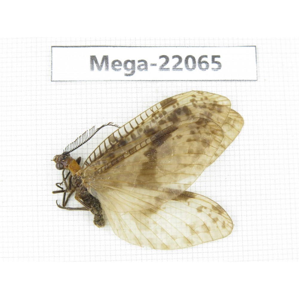 Megaloptera sp. China, Guizhou, Qiandongnan area, Rongjiang county. 1Pcs. Mega-22065.