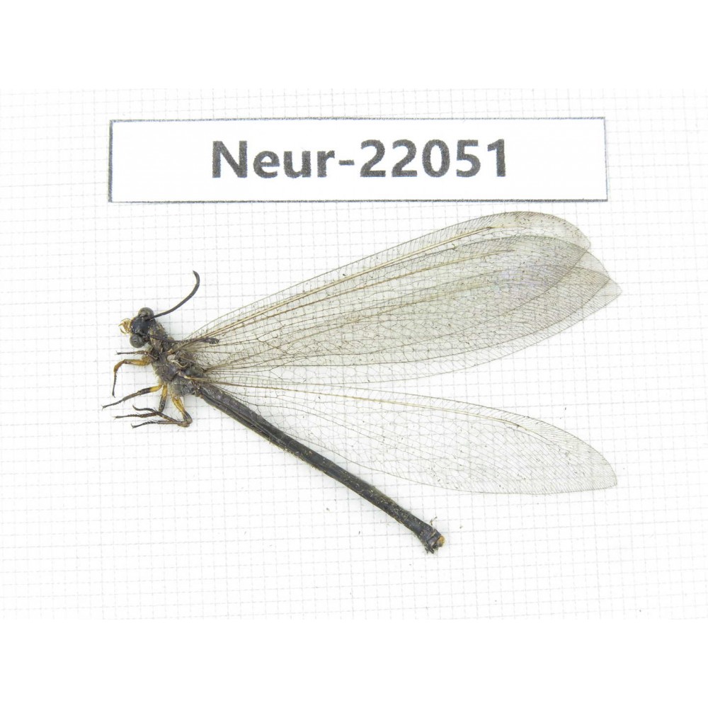 Neuroptera sp. China, Tibet, Linzhi area, Bomi county.1Pcs. Neur-22051.