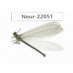 Neuroptera sp. China, Tibet, Linzhi area, Bomi county.1Pcs. Neur-22051.