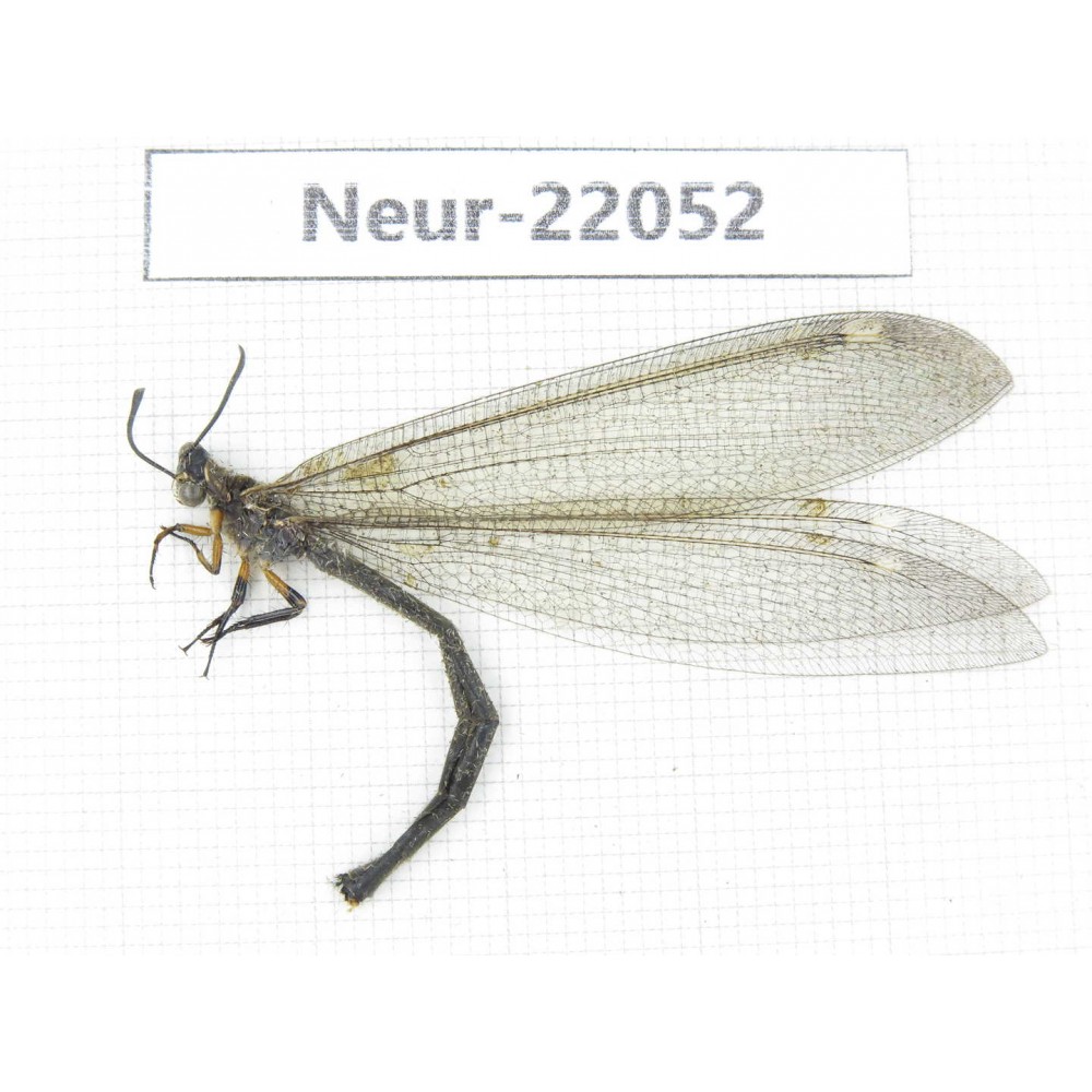 Neuroptera sp. China, Tibet, Linzhi area, Bomi county.1Pcs. Neur-22052.