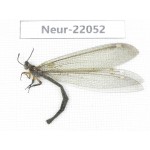 Neuroptera sp. China, Tibet, Linzhi area, Bomi county.1Pcs. Neur-22052.
