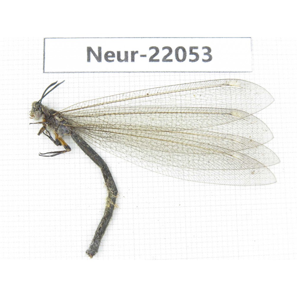 Neuroptera sp. China, Tibet, Linzhi area, Bomi county.1Pcs. Neur-22053.