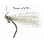 Neuroptera sp. China, Tibet, Linzhi area, Bomi county.1Pcs. Neur-22053.