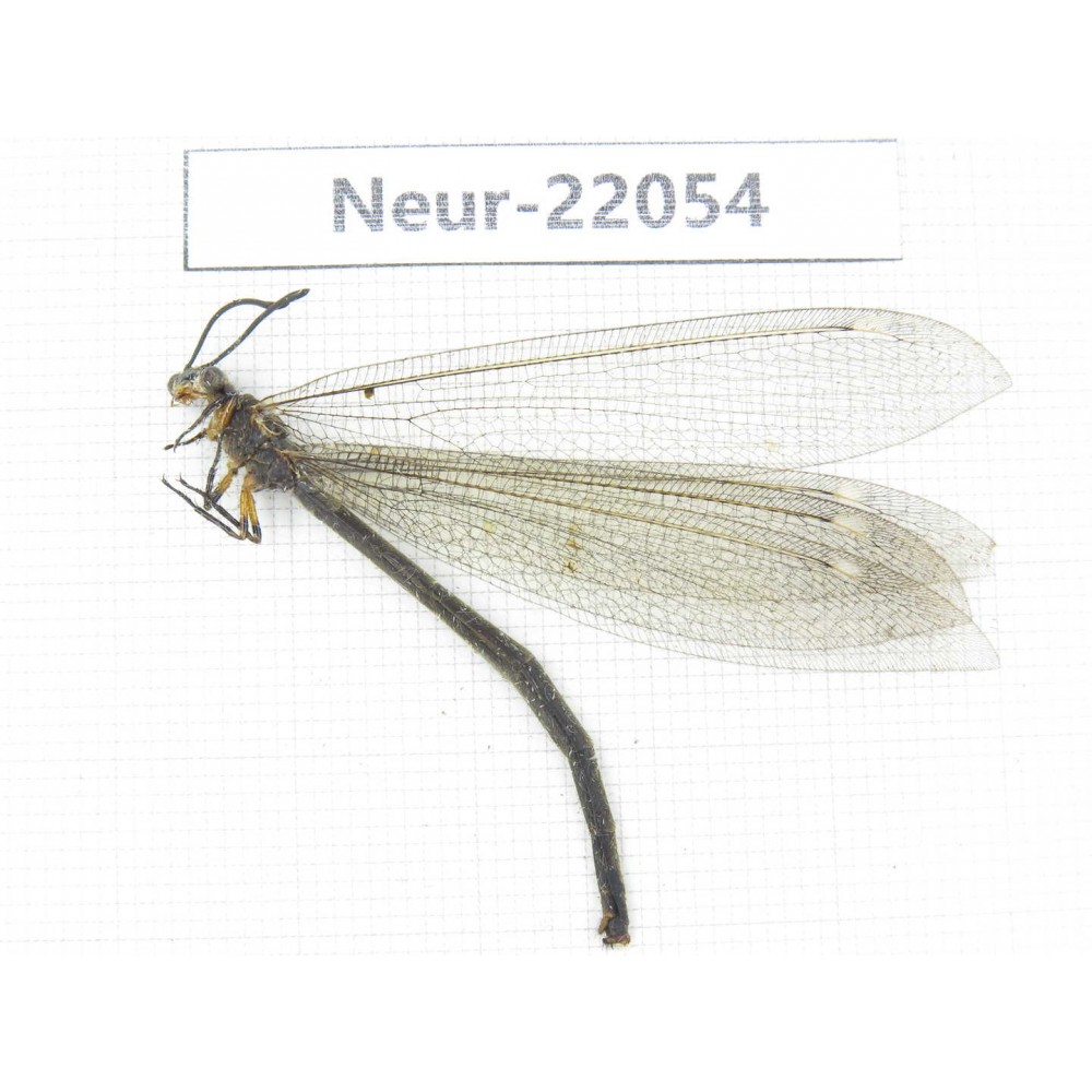 Neuroptera sp. China, Tibet, Linzhi area, Bomi county.1Pcs. Neur-22054.