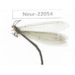 Neuroptera sp. China, Tibet, Linzhi area, Bomi county.1Pcs. Neur-22054.