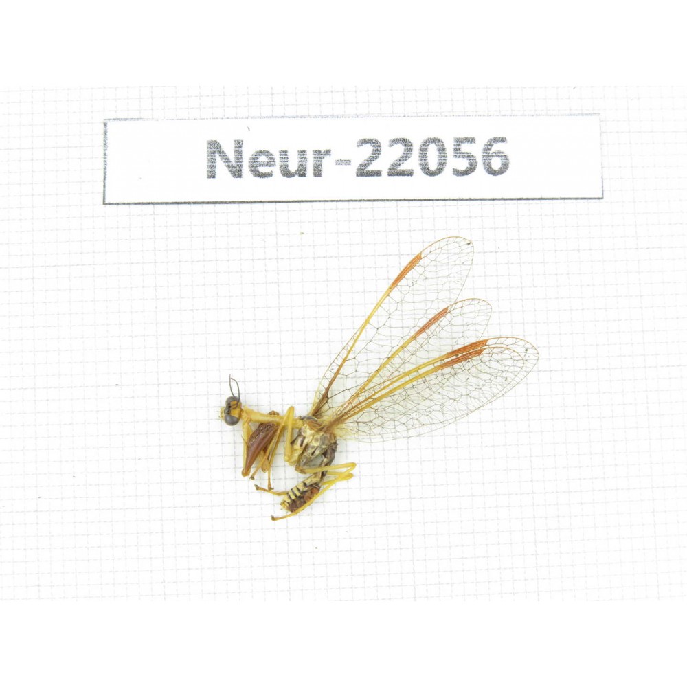 Neuroptera sp. China, Tibet, Linzhi area, Bomi county.1Pcs. Neur-22056.