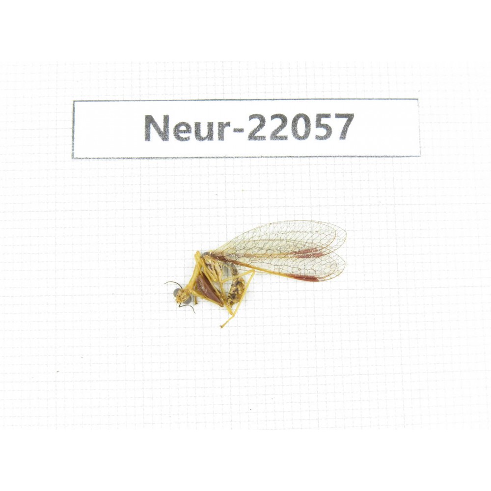 Neuroptera sp. China, Tibet, Linzhi area, Bomi county.1Pcs. Neur-22057.
